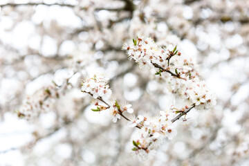 Spring branches of blossoming tree. Cherry tree in white flowers.
