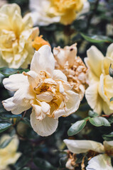 Close up of fading yellow garden roses.