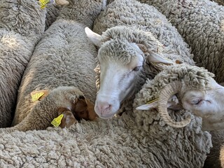 Tondre les moutons pour faire de la laine avec des rasoir haute performance, chèvre et fromage à déguster à table dans un pré en Auvergne dans une ferme auberge