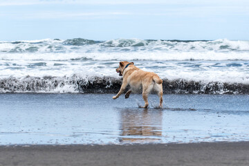 Carrera de un perro hacia el agua en la playa