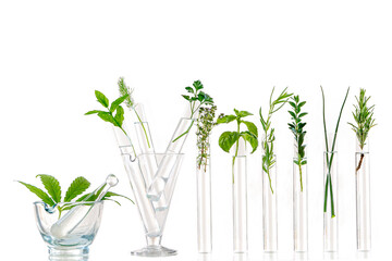 Naklejka na ściany i meble Green fresh plant in glass test tube in laboratory on white background. Close up macro, on white