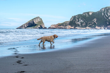 Perro disfruta de un paseo la playa