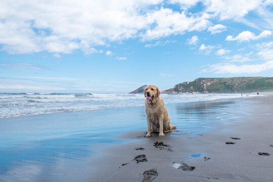 Perro Labrador disfrutando de la playa