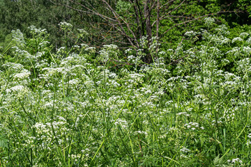Common flowering yarrow Bush, background image