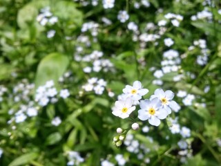 forget me not flower on sunny day. boraginaceae plant in nature