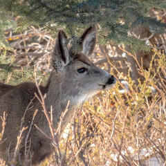 Fototapeta premium Square crop Brown female deer on a snowy hill in Park City Utah on a sunny winter day