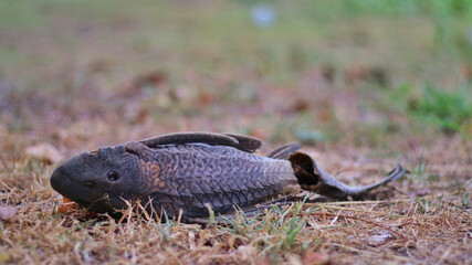 Rotten or dried Sucker or Armored Catfish on the bottom of dry river or lake with yellow grass, Crisis of Climate Change or Global warming leading to famine, lack drinking water.