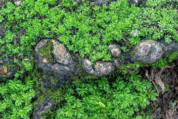 Fototapeta na wymiar Root of an old tree, covered with leaves of a small shrub
