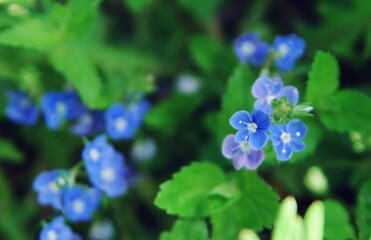 forget me not flower on sunny day. boraginaceae plant in nature