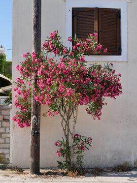 Adelfa roja en Gaios, Paxos, islas jónicas, Grecia
