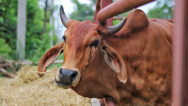 Red thai gyr brahman cattle eating hay or straw on corral