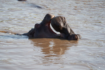 Hippo Hippopotamus amphibious Africa Safari Portrait Water