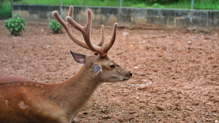 Obraz premium Chital or Deer with antler lying or relaxing in the cage or enclosure at zoo or animal rehabilitation