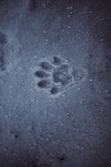 Tier Pfoten Fussabdrücke im Schnee