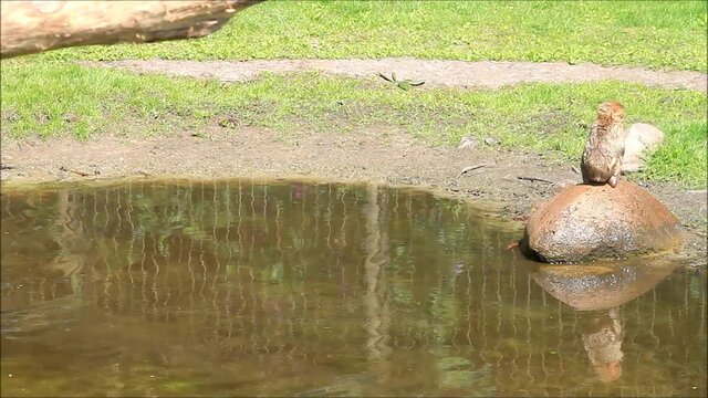 baby monkey  Macaca sylvanus at a pond
