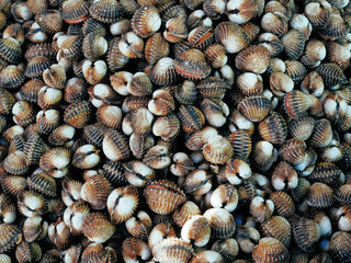 cockles seafood, pile of​ fresh blood cockles Side angle view, cockles or scallop fresh raw shellfish, cockle shells for sale in the market in chonburi Thailand
