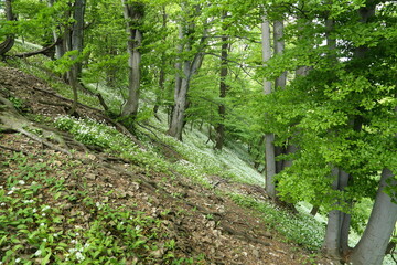 Beech forest in spring.