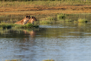 Two Hyenas in an African lake, Ndutu, Tanzania 