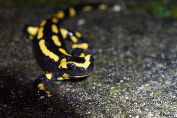  Fire salamander Salamandra salamandra Portrait Night Amphibian