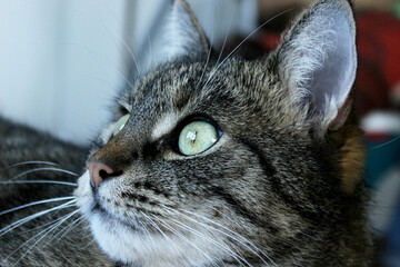 Tabby cat looking to the side, close up view. Animals, pets, mammals  concept. Cat, cropped shot.
