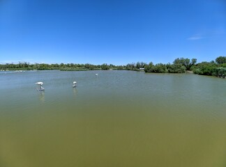 Camargue marécage et oiseau en liberté, flamant rose héron et mouette goéland, animaux sauvage dans le nature avec rizière étang lac mer été france europe tropical Parc Ornithologique du Pont de Gau