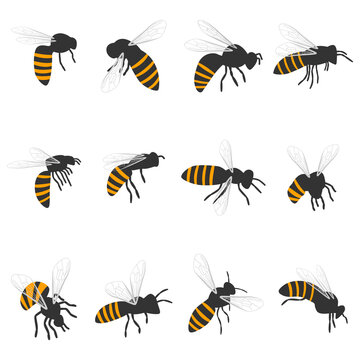 Bee vector cartoon set isolated on a white background.