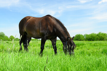 Obraz premium One adult dark bay horse is eating the grass in the pasture.