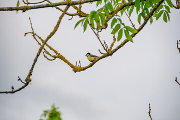 A yellow tit on a branch
