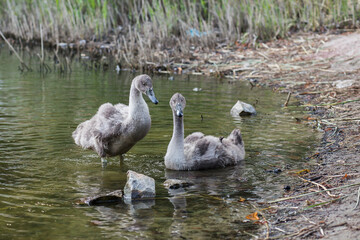 swans on the lake