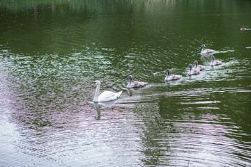 ducks on the lake