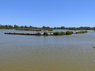 Camargue marécage et oiseau en liberté, flamant rose héron et mouette goéland, animaux sauvage dans le nature avec rizière étang lac mer été france europe tropical Parc Ornithologique du Pont de Gau