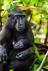 The Celebes crested macaque and cub. Cub nursing her mother's breast milk. Crested black macaque, Sulawesi crested macaque, Sulawesi macaque or the black ape. Natural habitat. Sulawesi. Indonesia.