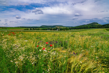 Obraz premium A yellow-green field with red poppies and a rainy sky