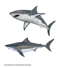 Fototapeta premium realistic illustration of great white shark (Carchadon carcharias) in 2 poses