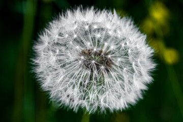 close up white and precisely constructed dandelion
