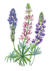 Obraz premium realistic llustration handdrawn of lupine (lupinus sp.) with flowers and seeds on white background