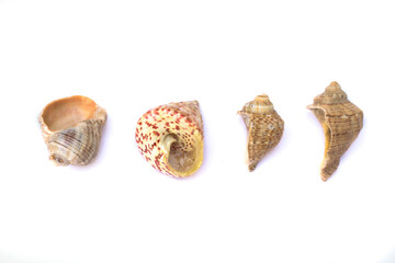 seashells on white background