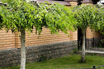 birch trees near the house