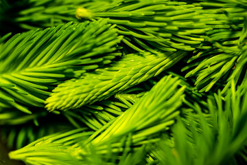 Close up of tender spruce buds