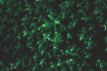 Creative layout of green leaves. Flat lay top view copy space. Nature background pattern concept. Wallpaper of leaf texture.