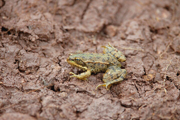 The iberian waterfrog (Pelophylax perezi), is a species of frog in the family Ranidae. It is native to southern France, Portugal and Spain. In the Iberian Peninsula it is widespread and common.