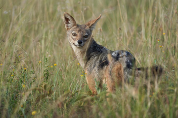 Golden Jackal Canis Aureus Safari Wild Portrait