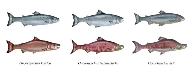a realistic illustration showing different pacific salmons (Oncorhynchus sp.). Above the fish during life in the ocean, under the male during mating season. 