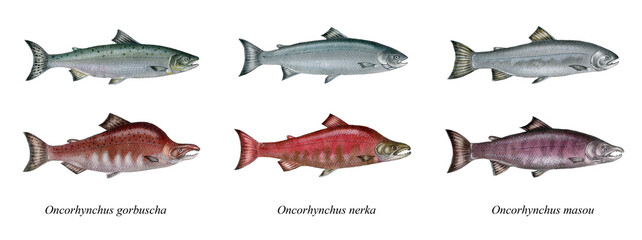 a realistic illustration showing different pacific salmons (Oncorhynchus sp.). Above the fish during life in the ocean, under the male during mating season. 