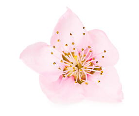 peach flowers isolated on white background. spring flowers.