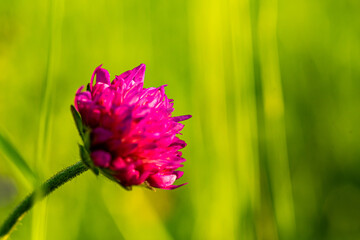 Small brightly colored red clover flower