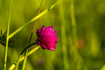 Small brightly colored red clover flower