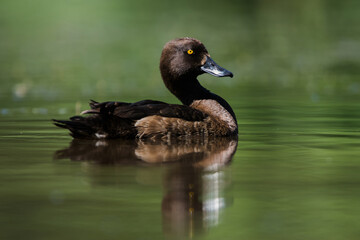 Female of Tufted Duck on a water. Her Latin name is Aythya fuligula.