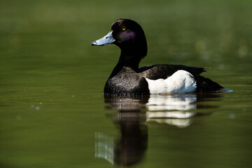 Male of Tufted Duck on a water. Her Latin name is Aythya fuligula.