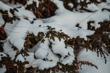 Schnee